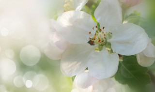 最好养的有香味的花有哪些 最好养的有香味的花有哪些花
