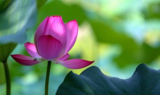 令箭荷花如何嫁接 令箭荷花嫁接好还是不嫁接好