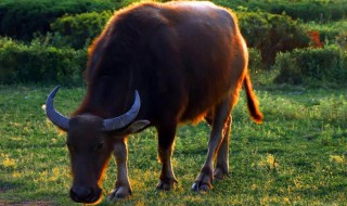 梦见被牛顶怎么办 梦见被牛顶了怎么回事