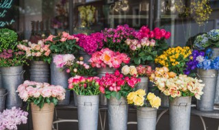 八种招财又旺宅的植物 八种招财又旺宅的植物图片