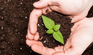 芭蕉树几月份移栽比较好 芭蕉树几月份移栽比较好