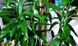 富贵竹生根技巧如何快速生根 富贵竹生根技巧如何快速生根视频