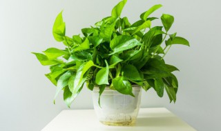 常见的家养水生花卉有哪些（常见的家养水生花卉有哪些品种）