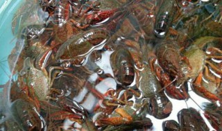 河虾和龙虾怎么洗 河虾 龙虾