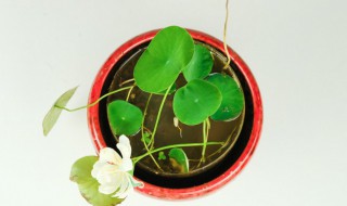 碗莲的种植方法和种植技巧（碗莲的种植方法新手必看）