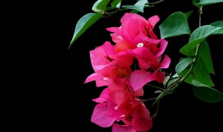 刚换盆的三角梅注意啥（刚换盆的三角梅能施肥吗）