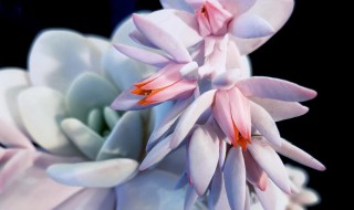 雪莲花怎么存放呢 雪莲花放久了还可以用吗