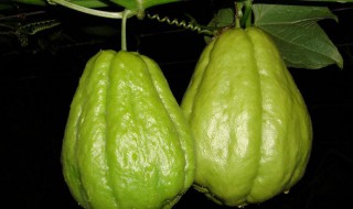 佛手瓜怎么存放才好（佛手瓜怎么存放才好吃）