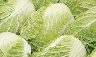 冬季怎样储存大白菜（冬季怎样储存大白菜不烂不冻呢）