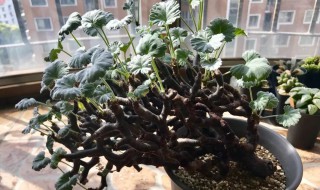 枝干洋葵的养殖方法（枝干洋葵怎样养）