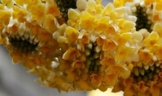 结香花的养殖方法 结香花的养殖方法有哪些