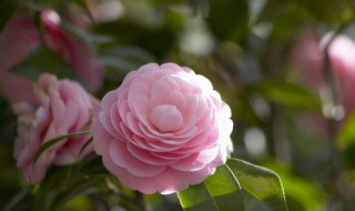 山茶花养殖技巧(山茶花养殖技巧和方法)