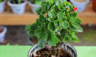 长寿花养护技巧有哪些（长寿花养护小知识）