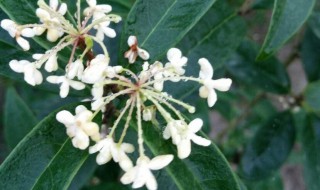 日香桂的繁殖技巧和栽培技术（日香桂种植方法）