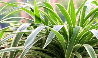 吊兰翻盆技巧教程（吊兰翻盆能不能修根）