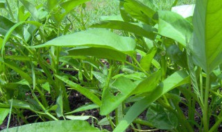 蕹菜的种植方法和技巧 簕菜种植方法和时间