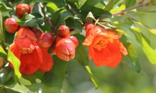 养殖石榴花的小技巧 养石榴花的注意事项