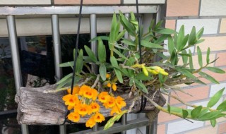 叠鞘石斛的养殖技巧教程（叠鞘石斛的养殖方法）