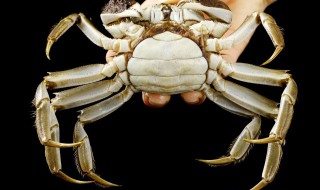 螃蟹怎么清洗最干净（螃蟹怎么清洗最干净视频）