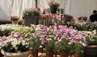 波斯菊种子怎么种 波斯菊种子怎么种?最佳种植时间?