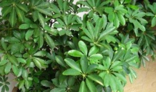 盆栽鸭脚木的方法（盆栽鸭脚木的养殖方法）