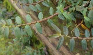 紫皮石斛怎么种(紫皮石斛怎么种植盆栽)