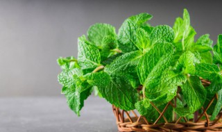 薄荷叶泡茶的方法 薄荷叶泡茶有什么功效?