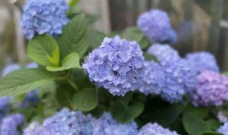 八角绣球花的养殖方法和方法技巧（八角绣球花的养殖方法和方法技巧图片）