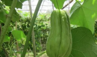 丝瓜老了有籽还能吃嘛（丝瓜老了有籽还能吃嘛视频）