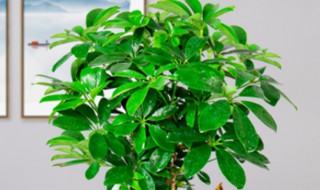 盆栽鸭掌木过冬小技巧（盆栽鸭掌木冬天怎么养）