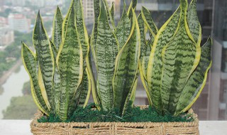 虎皮兰怎么养长得快 虎皮兰怎样养长得快