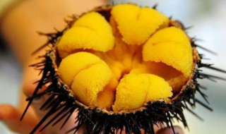新鲜海胆怎么保存(新鲜海胆怎么保存 新鲜海胆能放多久)