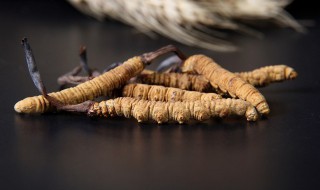 冬虫夏草保存方法和技巧 冬虫夏草保存方法和技巧视频