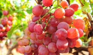 红提葡萄的施肥和浇水技巧 红提施肥方案