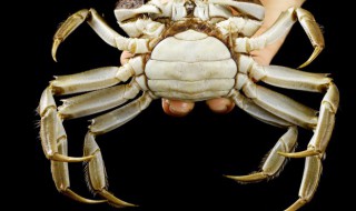 保存活螃蟹的方法 保存活螃蟹的方法有哪些