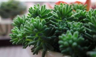 薄雪万年草的养殖方法 薄雪万年草的养护方法