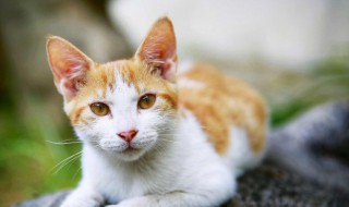 猫咖店是做什么的（猫咖店大概多少钱一个人）