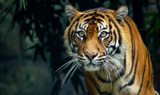 梦见老虎具体是什么意思（梦见老虎具体是什么意思呢）