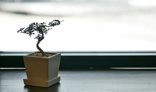 中国十大盆景排名有哪些品种（中国盆景排行）