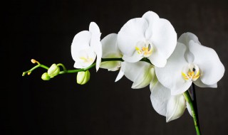 十大难养的花有哪些 十大难养的花有哪些图片