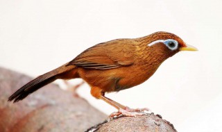 画眉鸟应当如何喂养与管理（画眉鸟怎么喂食）