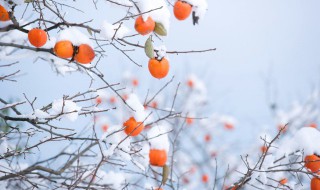 为什么冬天离太阳近反而冷 冬天为什么觉得太阳离我们远了