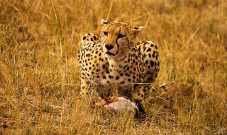 猎豹和花豹的区别（猎豹和花豹的区别图片）