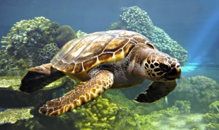 藤壶长在海龟身上疼吗（藤壶长在海龟身上会怎么样）