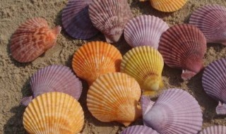 贝壳是生物吗 微生物是生物吗