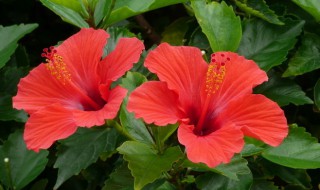 扶桑花怎么养植(扶桑花怎么养植才能开花)