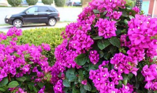 三角梅如何养得枝繁叶茂 三角梅如何养得枝繁叶茂呢