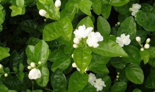 茉莉花该如何养殖（茉莉花该如何养殖才能开花）