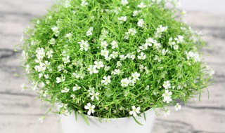 满天星是如何养殖的呢 满天星怎样养殖呵护