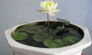 睡莲不放泥只放水怎样养（睡莲怎样养才会开花）